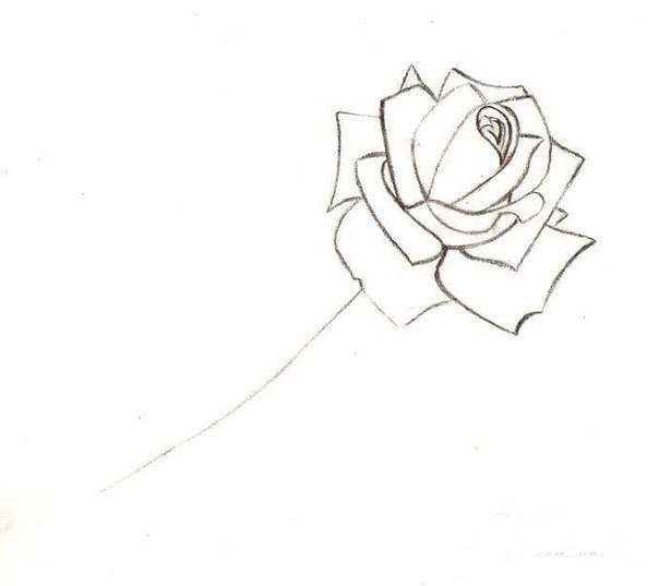 How to Draw a Rose