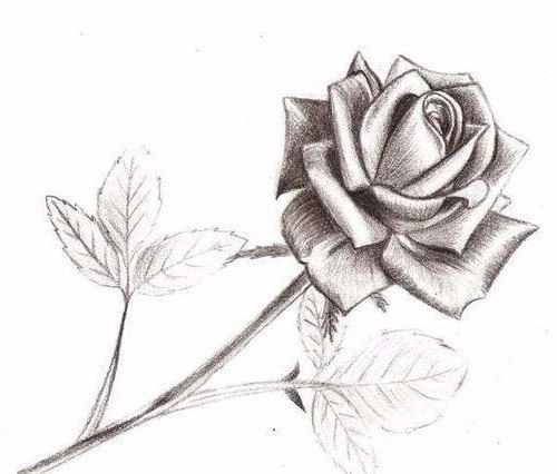 How to Draw a Rose