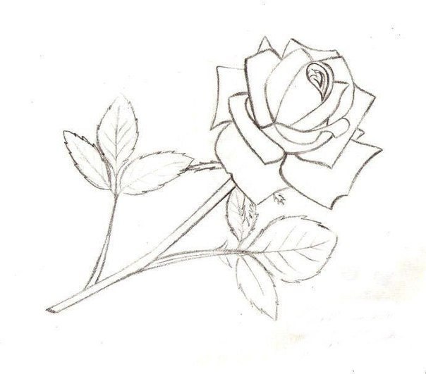 How to Draw a Rose