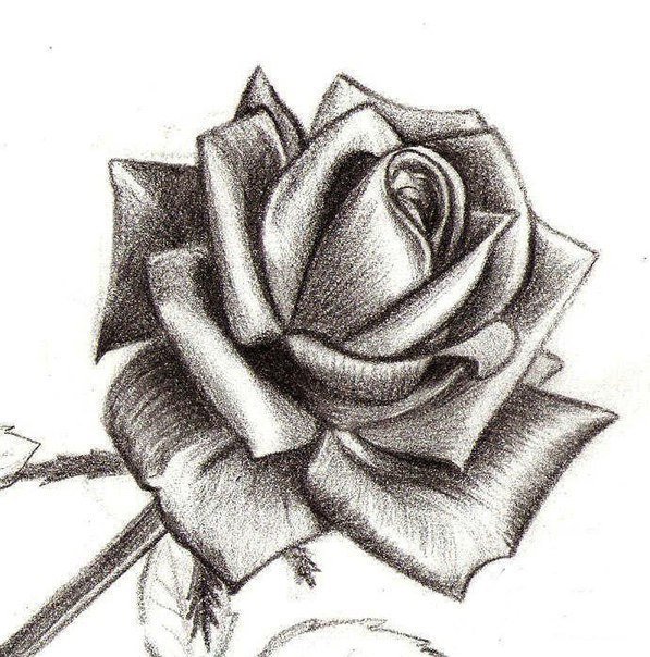 How to Draw a Rose