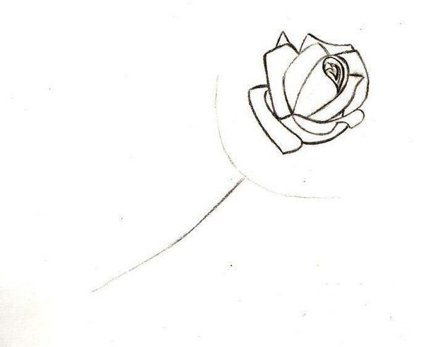 How to Draw a Rose