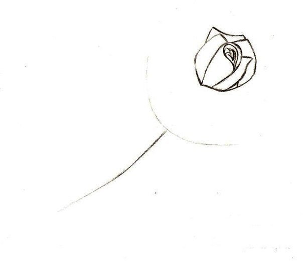 How to Draw a Rose