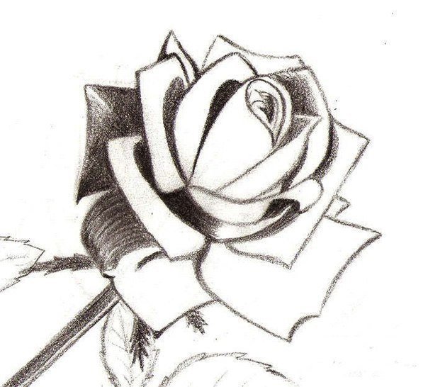 How to Draw a Rose