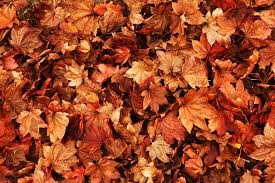 Fall Fall