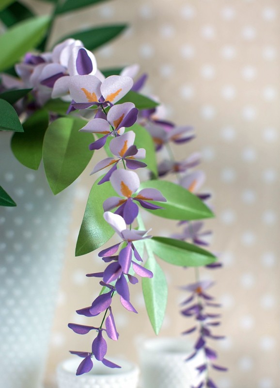 Paper Wisteria Plant Paper Wisteria Plant