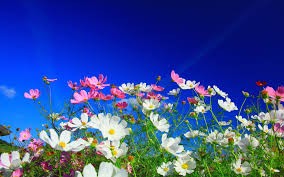 Do you have favourite color of clothes? Do you have favourite color of clothes?