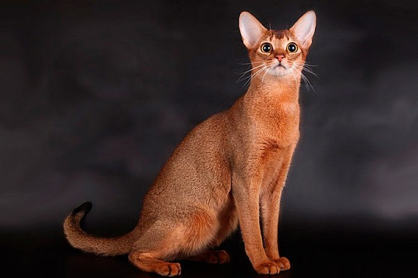 Help to Choose a Pet