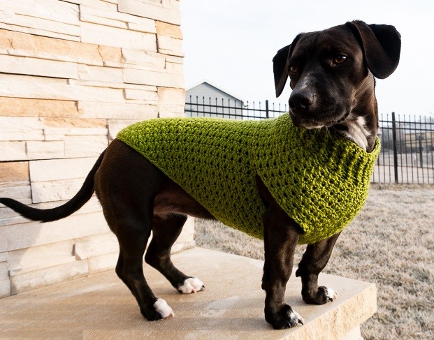 Helping our users. ​Cozy Dog’s Sweater.