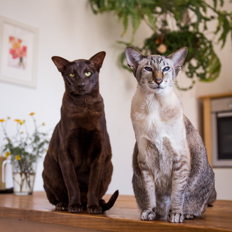 Help to Choose a Pet
