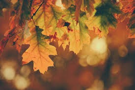 Favorite Fall Month Favorite Fall Month