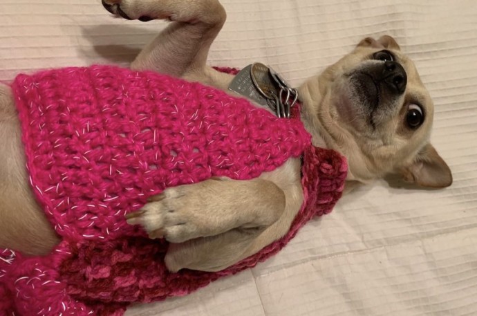 Helping our users. ​Crochet Dog Sweater.