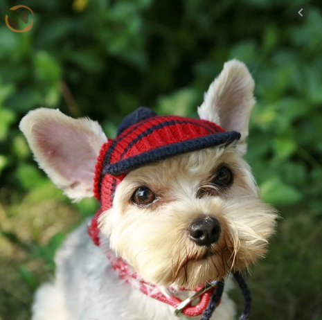 Inspiration. Pets Knitting.