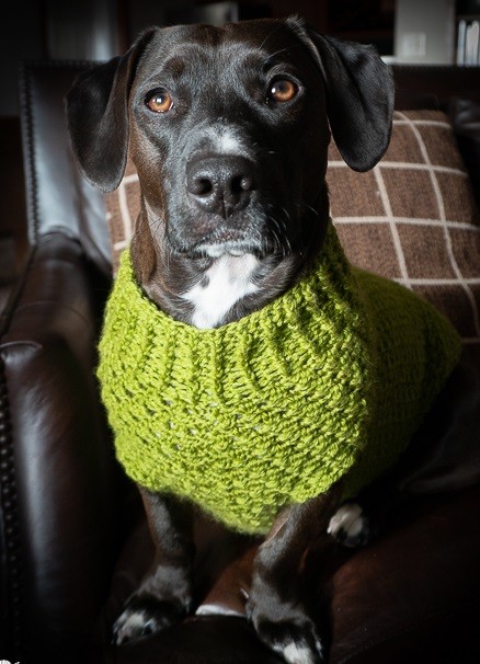Helping our users. ​Cozy Dog’s Sweater.