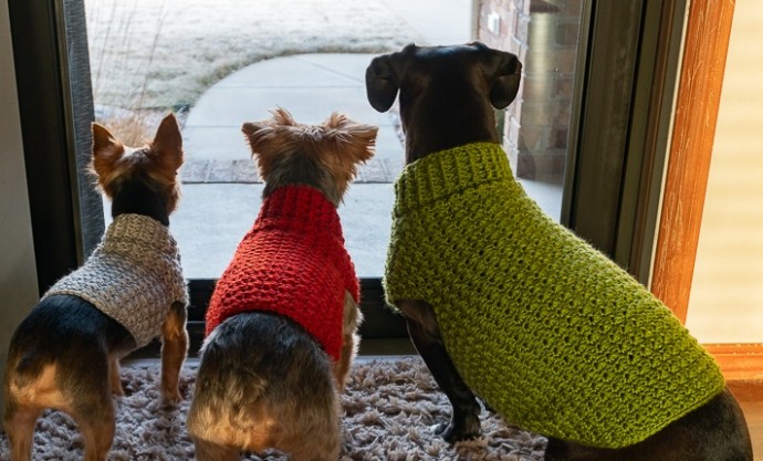 Helping our users. ​Cozy Dog’s Sweater.