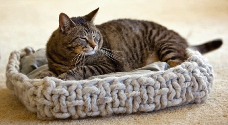 Inspiration. Pets Knitting.