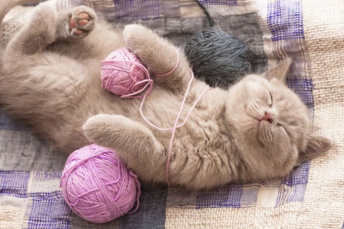 Cat or Dog Knitter