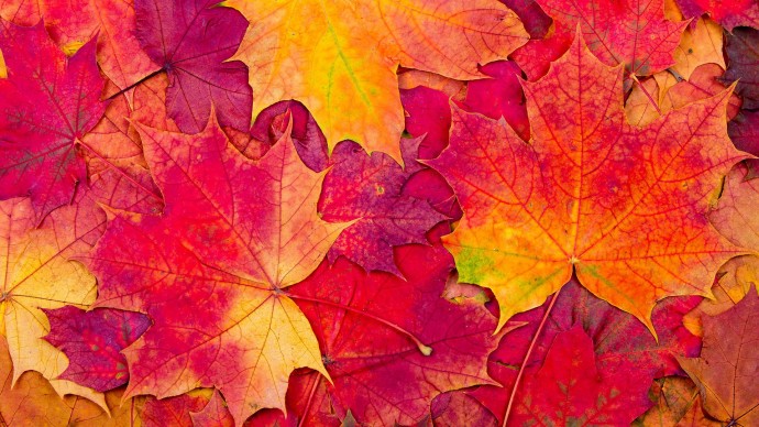 Embrace Autumn: Discover Your Favorite Pastime and Make the Most of the Season Embrace Autumn: Discover Your Favorite Pastime and Make the Most of the Season
