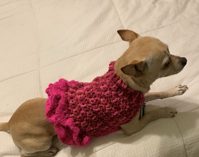 Helping our users. ​Crochet Dog Sweater.