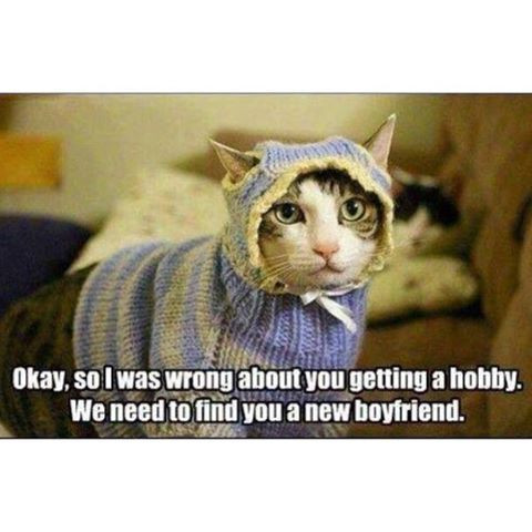 Funny cats