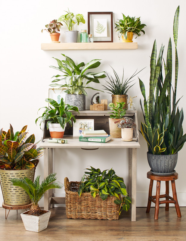 Home plants