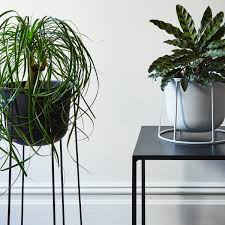 Home plants
