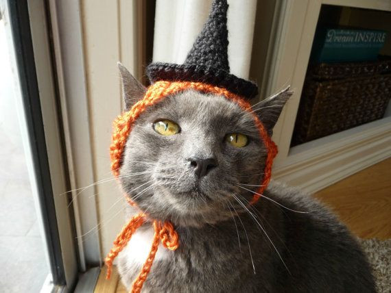 Funny cats
