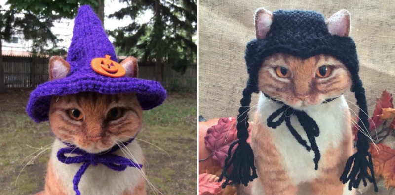 Funny cats