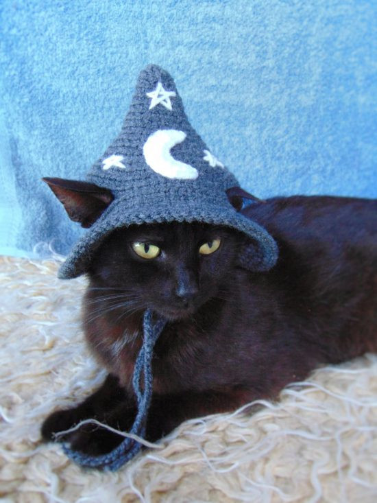 Funny cats