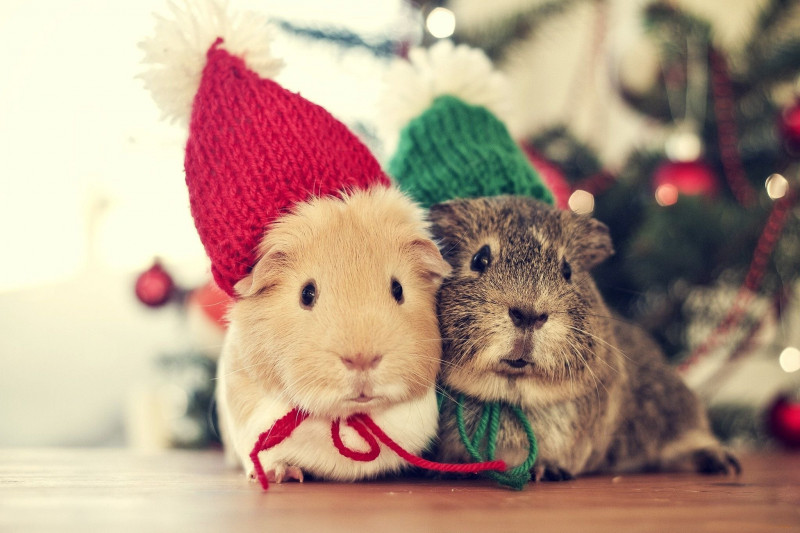 Some cute and funny pictures to make you smile