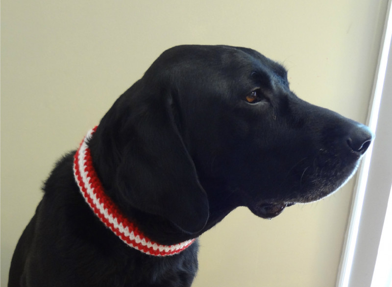 Crochet dog collar