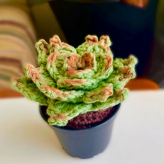 How to Create Beautiful Crochet Succulent Plants for Home Decor How to Create Beautiful Crochet Succulent Plants for Home Decor