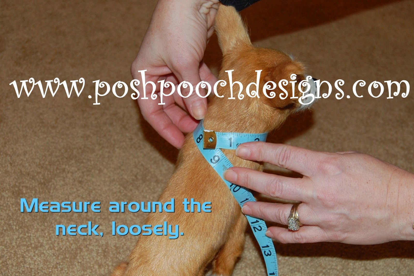 Create an Adorable Crochet Summertime Dog Poncho for Your Furry Friend