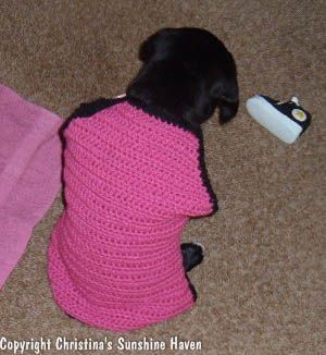 Create Adorable Crochet Puppy Sweaters for Your Furry Friend This Winter Create Adorable Crochet Puppy Sweaters for Your Furry Friend This Winter