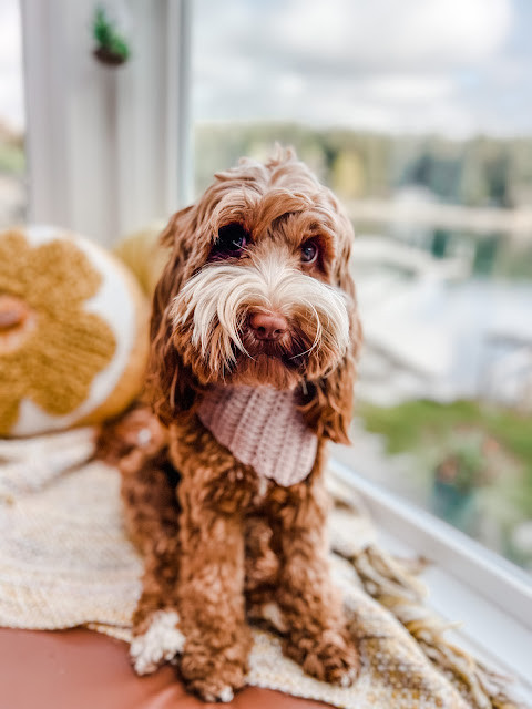 Create Stylish Crochet Dog Bandanas That Your Pup Will Adore Create Stylish Crochet Dog Bandanas That Your Pup Will Adore